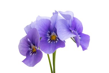 Beyaz arkaplanda izole edilmiş hanım evlatları