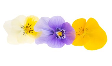 Beyaz arkaplanda izole edilmiş hanım evlatları