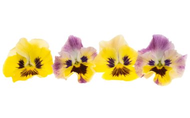 Beyaz arkaplanda izole edilmiş hanım evlatları