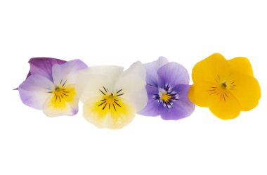 Beyaz arkaplanda izole edilmiş hanım evlatları