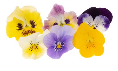 Beyaz arkaplanda izole edilmiş hanım evlatları