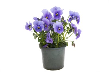 Beyaz arkaplanda izole edilmiş hanım evlatları