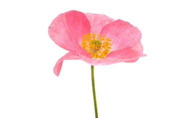 Beyaz arka planda izole edilmiş güzel gelincik çiçeği.