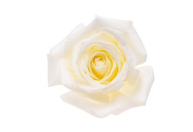 Beyaz arkaplanda izole edilmiş beyaz gül çiçeği