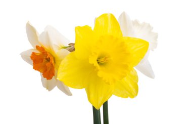 Beyaz arkaplanda yalıtılmış narsist çiçek