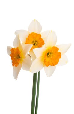 Beyaz arkaplanda yalıtılmış narsist çiçek