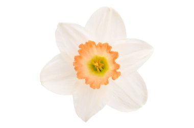 Beyaz arkaplanda yalıtılmış narsist çiçek