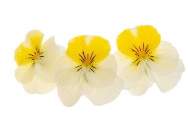 Beyaz arkaplanda izole edilmiş hanım evlatları