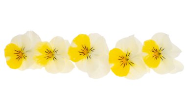 Beyaz arkaplanda izole edilmiş hanım evlatları