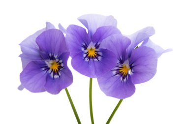 Beyaz arkaplanda izole edilmiş hanım evlatları