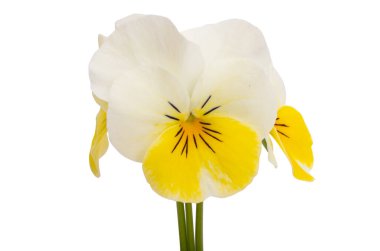 Beyaz arkaplanda izole edilmiş hanım evlatları