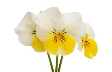 Beyaz arkaplanda izole edilmiş hanım evlatları