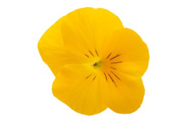 Beyaz arkaplanda izole edilmiş hanım evlatları