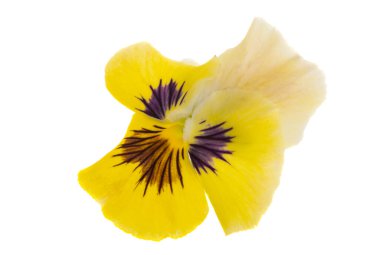 Beyaz arkaplanda izole edilmiş hanım evlatları