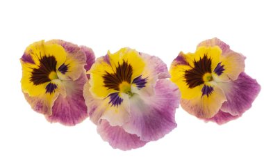 Beyaz arkaplanda izole edilmiş hanım evlatları