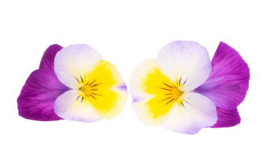 Beyaz arkaplanda izole edilmiş hanım evlatları