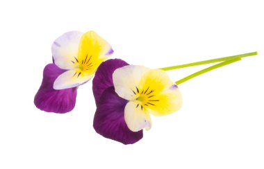 Beyaz arkaplanda izole edilmiş hanım evlatları