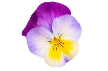 Beyaz arkaplanda izole edilmiş hanım evlatları