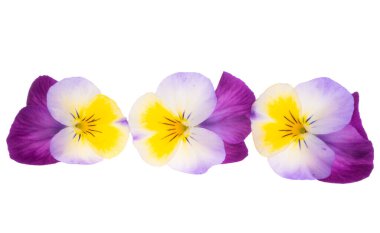 Beyaz arkaplanda izole edilmiş hanım evlatları