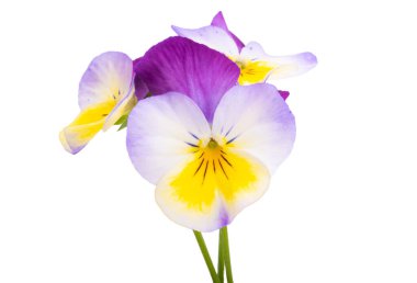 Beyaz arkaplanda izole edilmiş hanım evlatları