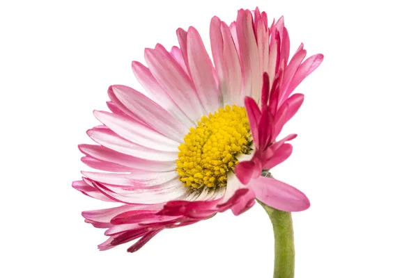 Gänseblümchen Blume Isoliert Auf Weißem Hintergrund — Stockfoto