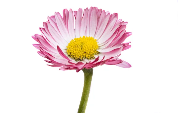 Százszorszép Virág Elszigetelt Fehér Háttér — Stock Fotó