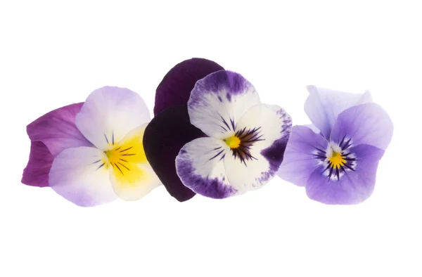 Pansies Isolado Fundo Branco — Fotografia de Stock