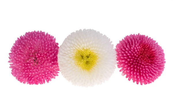 Красива Ромашкова Квітка Ізольована Білому Тлі — стокове фото