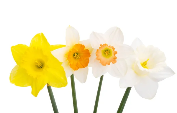 Narcissus Flower Isolated White Background — Stock Photo, Image