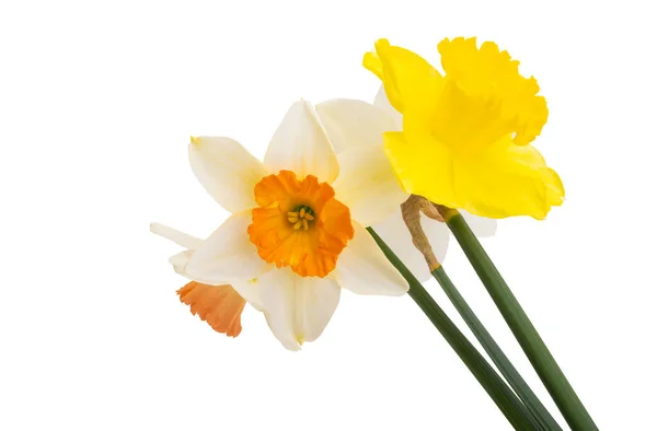 Narcissus Цветок Изолирован Белом Фоне — стоковое фото