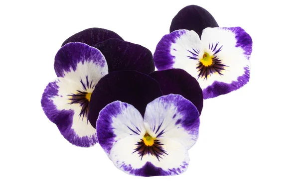 Pansies Isolated White Background — Stock Photo, Image