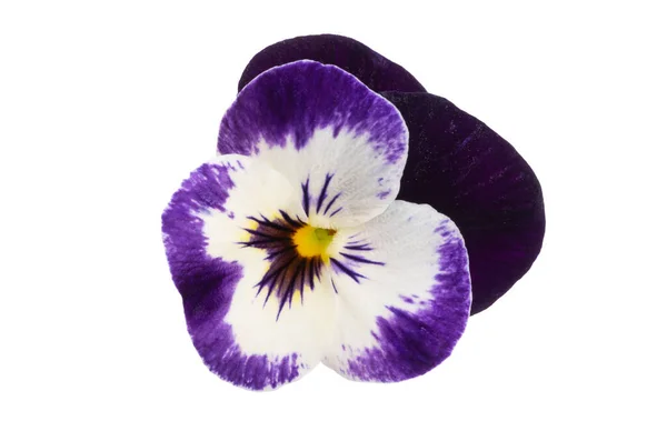 Pansies Isolated White Background — Stock Photo, Image