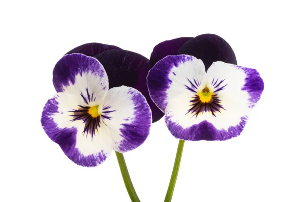 Pansies Isolado Fundo Branco — Fotografia de Stock