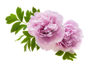 beyaz arkaplanda yalıtılmış şakayık çiçeği