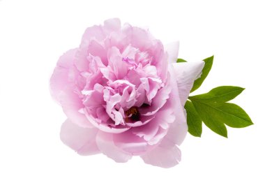 beyaz arkaplanda yalıtılmış şakayık çiçeği