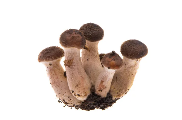 Funghi Miele Isolati Sfondo Bianco — Foto Stock