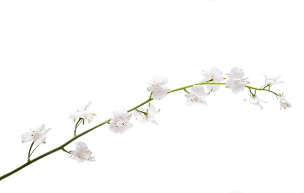 Perennial Delphinium Isolated White Background — Stock Photo, Image