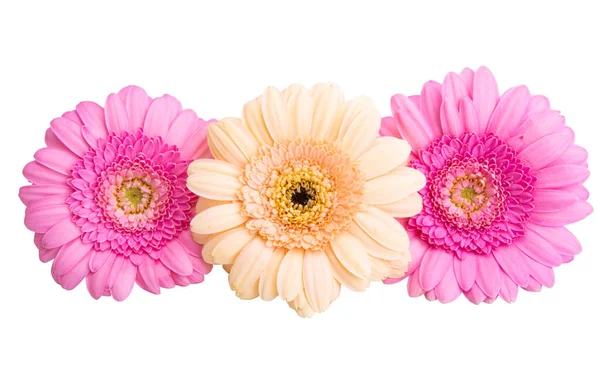 Gerbera çiçekleri beyaz arkaplanda izole edilmiş