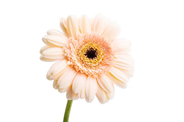 Gerbera Blüten Isoliert Auf Weißem Hintergrund — Stockfoto