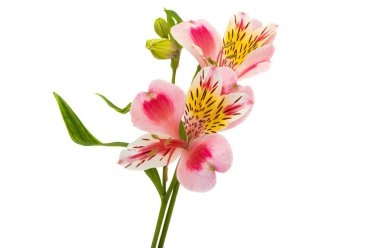 Beyaz arkaplanda yalıtılmış alstroemeria çiçeği