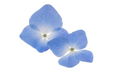 Beyaz arka plan üzerinde izole mavi ortanca çiçek