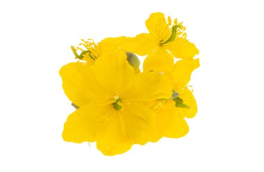 Beyaz arkaplanda yalıtılmış Celandine çiçekleri