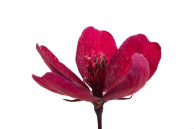 Elma ağacı çiçekleri beyaz arkaplanda izole