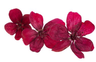 Elma ağacı çiçekleri beyaz arkaplanda izole