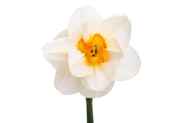 Beyaz arkaplanda yalıtılmış narsist çiçek