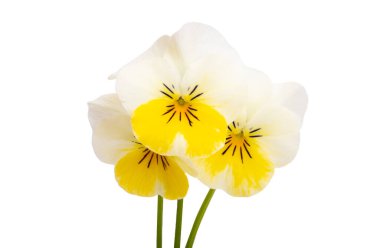 Beyaz arkaplanda izole edilmiş hanım evlatları