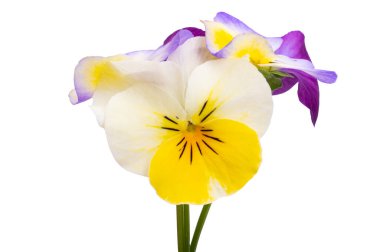 Beyaz arkaplanda izole edilmiş hanım evlatları