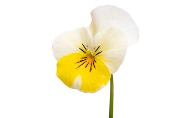 Beyaz arkaplanda izole edilmiş hanım evlatları