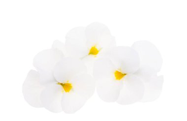 Beyaz arkaplanda izole edilmiş hanım evlatları