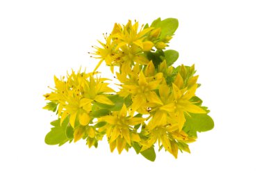 Taşrop beyaz arkaplanda izole edildi